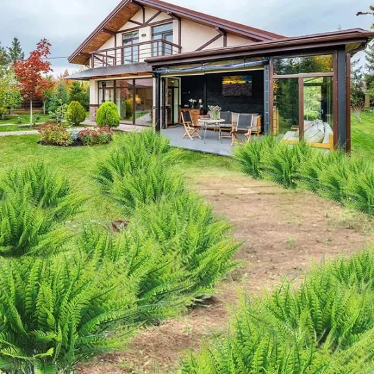 The EverFresh Boston Fern - Lush Beauty That Lasts Forever + 50% OFF