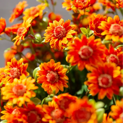AutumnGlow Mums - A Perfect Fall Porch, Guaranteed + 50% OFF