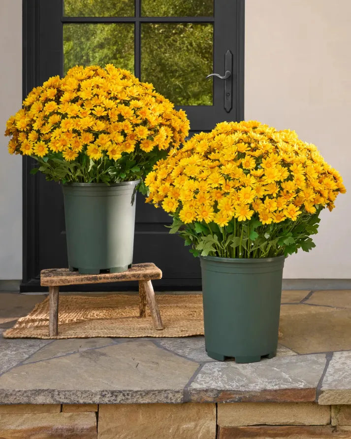 AutumnGlow Mums - A Perfect Fall Porch, Guaranteed + 50% OFF