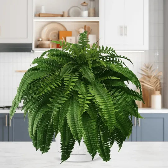 The EverFresh Boston Fern - Lush Beauty That Lasts Forever + 50% OFF