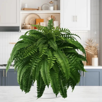 The EverFresh Boston Fern - Lush Beauty That Lasts Forever + 50% OFF