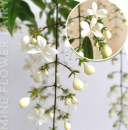 JasmineGlow – Bring Spring Indoors Instantly + 50% OFF