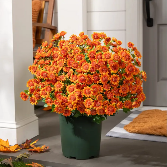 AutumnGlow Mums - A Perfect Fall Porch, Guaranteed + 50% OFF