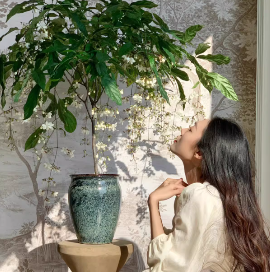 JasmineGlow – Bring Spring Indoors Instantly + 50% OFF