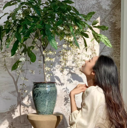 JasmineGlow – Bring Spring Indoors Instantly + 50% OFF