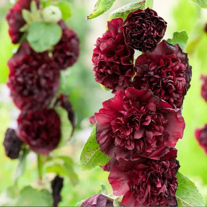 Storybook Hollyhock Seeds - A Fairytale Garden, Effortlessly + 50% OFF