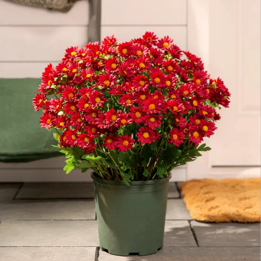 AutumnGlow Mums - A Perfect Fall Porch, Guaranteed + 50% OFF