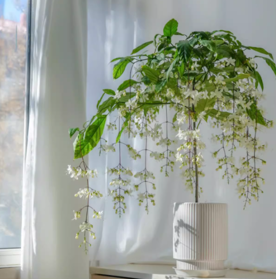 JasmineGlow – Bring Spring Indoors Instantly + 50% OFF
