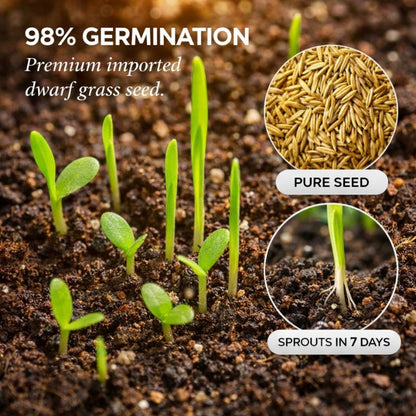 Tillage™ – Four-Season Evergreen, No-Mow, Pet-Friendly Lawn Grass Seeds + 50% OFF