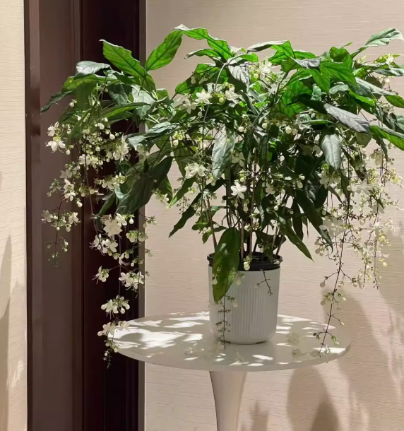 JasmineGlow – Bring Spring Indoors Instantly + 50% OFF