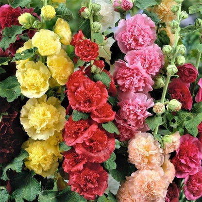 Storybook Hollyhock Seeds - A Fairytale Garden, Effortlessly + 50% OFF