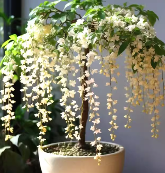 JasmineGlow – Bring Spring Indoors Instantly + 50% OFF