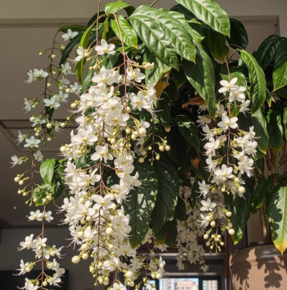 JasmineGlow – Bring Spring Indoors Instantly + 50% OFF