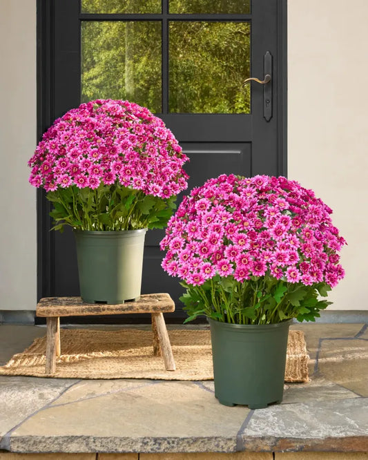 AutumnGlow Mums - A Perfect Fall Porch, Guaranteed + 50% OFF
