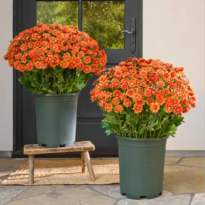 AutumnGlow Mums - A Perfect Fall Porch, Guaranteed + 50% OFF