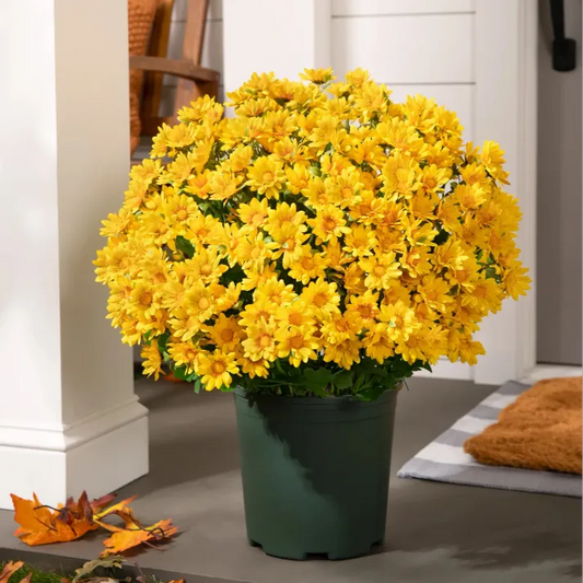 AutumnGlow Mums - A Perfect Fall Porch, Guaranteed + 50% OFF