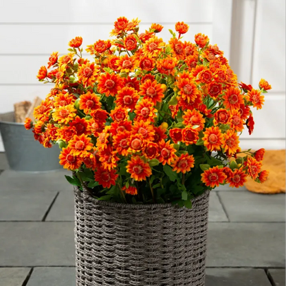 AutumnGlow Mums - A Perfect Fall Porch, Guaranteed + 50% OFF