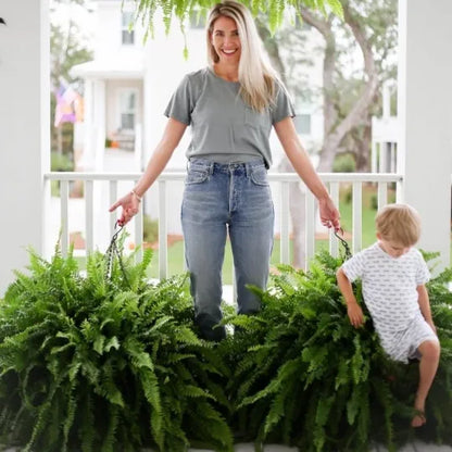The EverFresh Boston Fern - Lush Beauty That Lasts Forever + 50% OFF