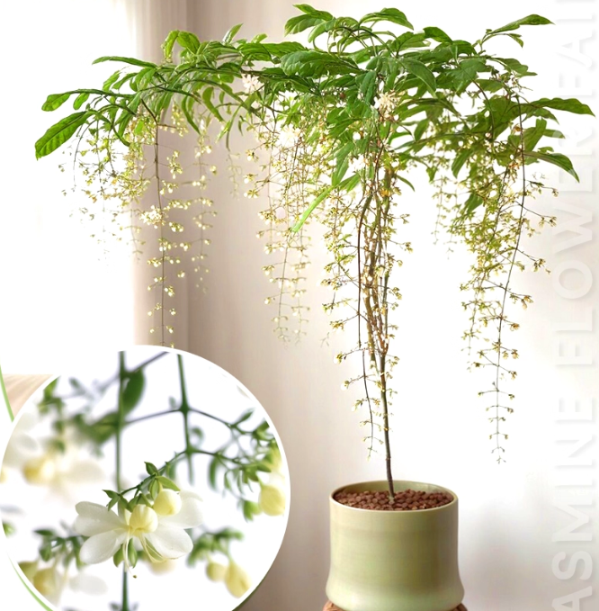 JasmineGlow – Bring Spring Indoors Instantly + 50% OFF