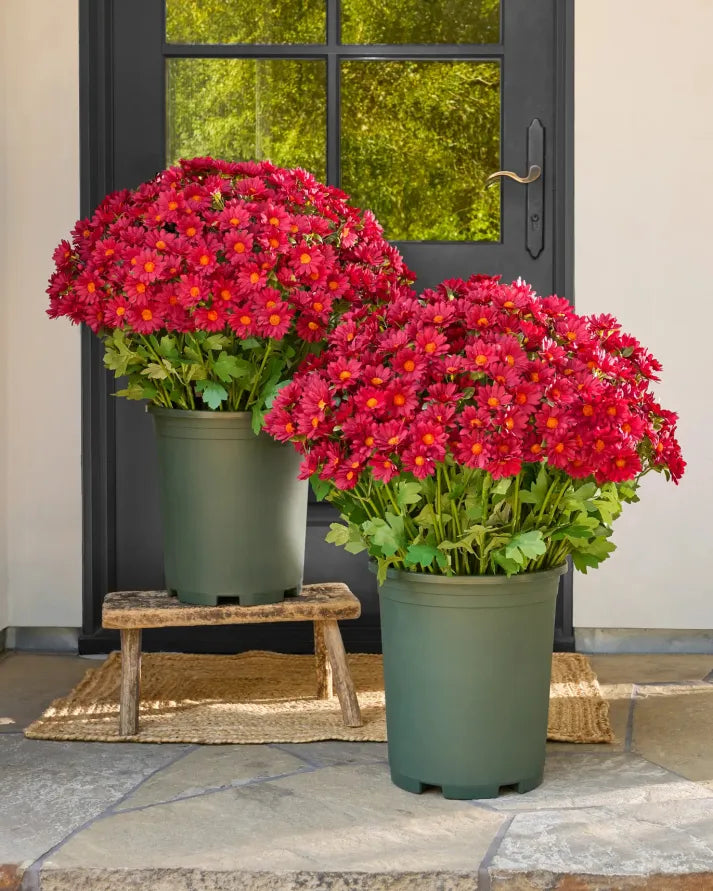 AutumnGlow Mums - A Perfect Fall Porch, Guaranteed + 50% OFF