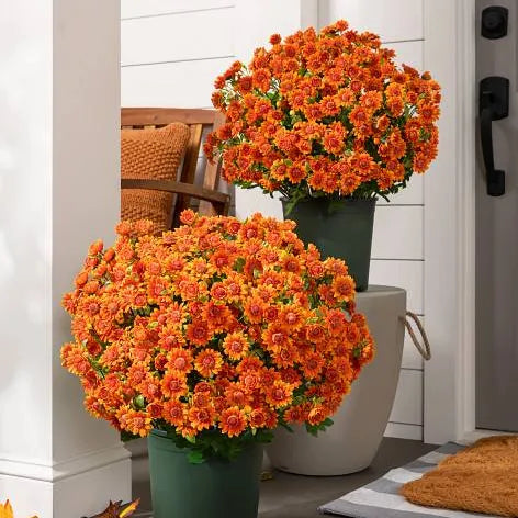 AutumnGlow Mums - A Perfect Fall Porch, Guaranteed + 50% OFF