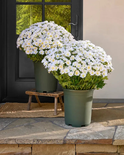AutumnGlow Mums - A Perfect Fall Porch, Guaranteed + 50% OFF