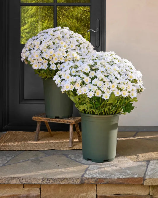 AutumnGlow Mums - A Perfect Fall Porch, Guaranteed + 50% OFF