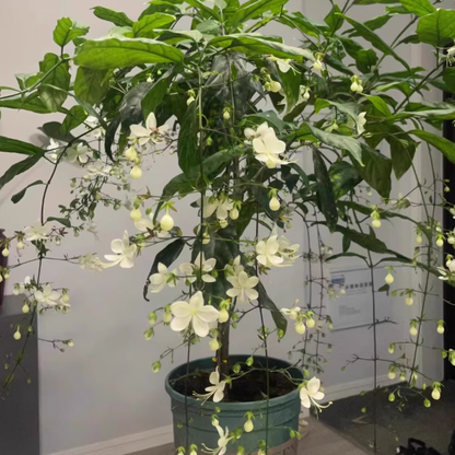 JasmineGlow – Bring Spring Indoors Instantly + 50% OFF