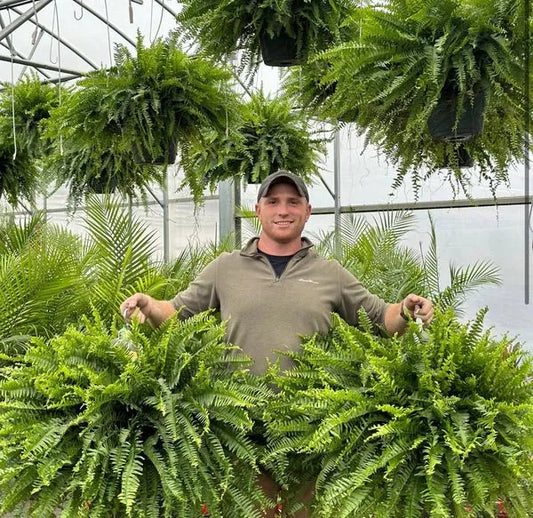 The EverFresh Boston Fern - Lush Beauty That Lasts Forever + 50% OFF
