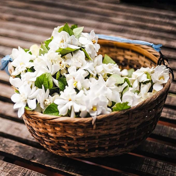 JasmineGlow – Bring Spring Indoors Instantly + 50% OFF