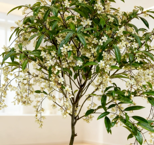 JasmineGlow – Bring Spring Indoors Instantly + 50% OFF