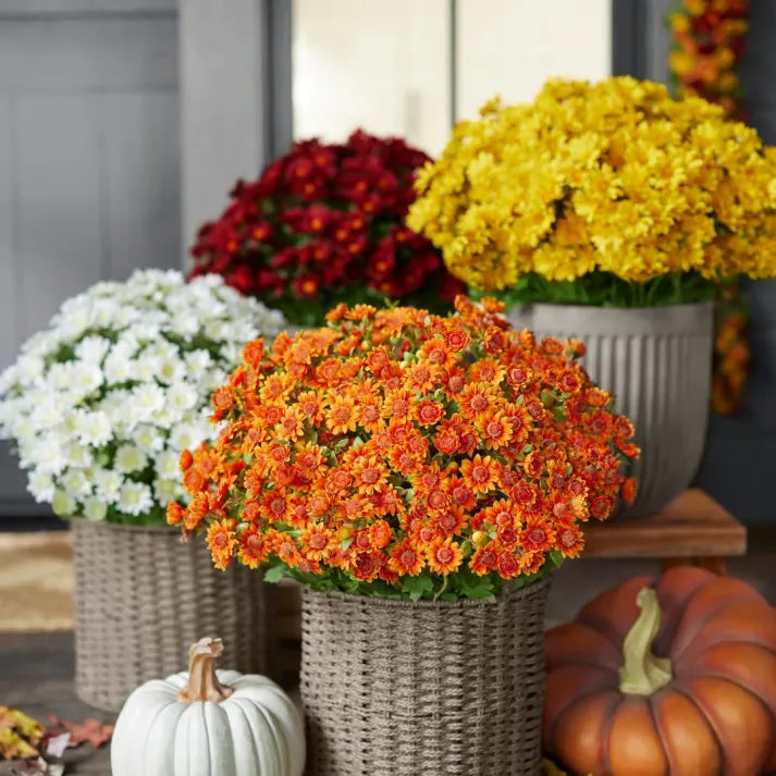 AutumnGlow Mums - A Perfect Fall Porch, Guaranteed + 50% OFF