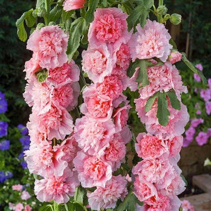 Storybook Hollyhock Seeds - A Fairytale Garden, Effortlessly + 50% OFF
